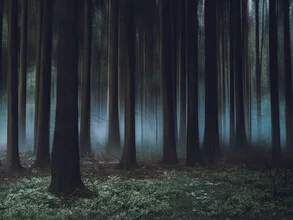 Photo art by Sonja Lautner: mystical fairytale forest with a calm mood