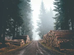 Photo art by Sonja Lautner: moody forest path in fog
