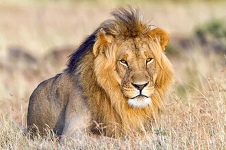 Photo art of a majestic lion relaxing in the Kenyan nature.