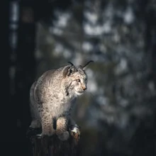 Photo art by Sonja Lautner: lynx in a dark forest, gentle light filtering through the branches
