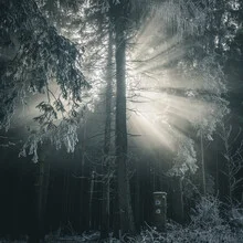 Forest photo with rays of sunshine peeking through the fog, calm atmosphere