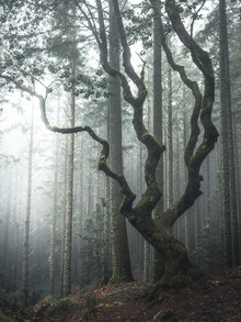 Sonja Lautner, The tree - Portugal, Europe)