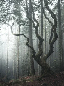 Photo art by Sonja Lautner: mystical tree in the foggy woods of Madeira.