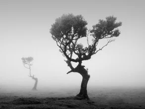 Photo art by Sonja Lautner: misty laurel forest in Portugal