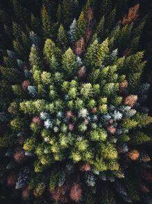 Bunte Waldaufnahme von oben mit leuchtenden Blättern im Herbst.