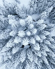 Aerial view of snow-covered trees in winter, calm atmosphere.
