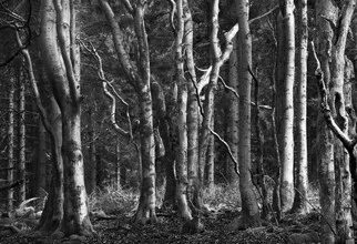 Forest image with dark trees creating a mystical atmosphere