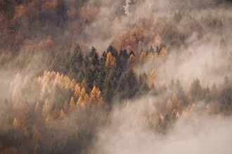 Autumn forest scene: fog envelops colorful trees in a serene atmosphere.