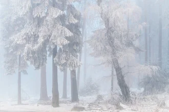 Fotokunst von Alex Wesche: Winterwald mit schneebedeckten Bäumen