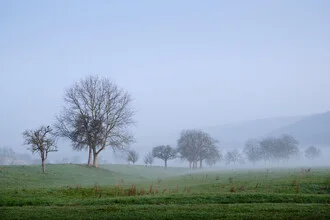 Morning mood with fog and trees on a meadow.