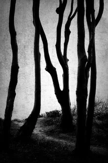 Wall art by Alex Wesche: Wind-shaped trees by the sea in a mysterious forest