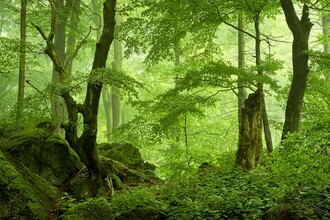 Alex Wesche, Urwald