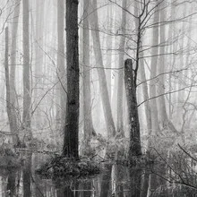 Foggy swampland with gentle water surfaces and trees in autumn light