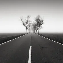 Photographic depiction of a quiet, foggy road framed by a tree