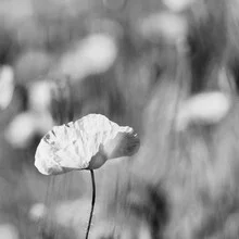 Black and white photo art by Thomas Wegner: poppy flower in soft tones