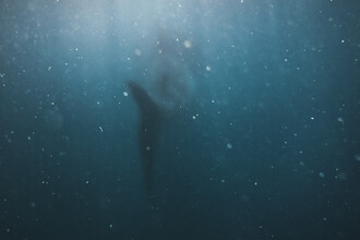 Leander Nardin, whale shark´s tail