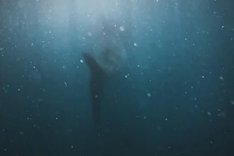 Photo of a whale shark gliding gently through the water, with sunbeams in the background.