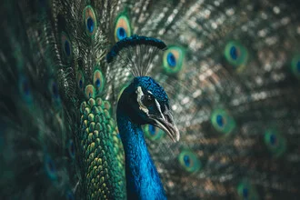 Proud peacock displaying vibrant feathers with intricate patterns and elegant details.
