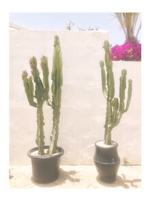 Christina Wolff, Mantika Cactus