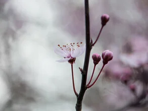 Close-up of a blooming cherry blossom in soft spring light.