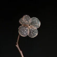 Photo art by Anna Brano: floral pattern with golden accents and soft colors