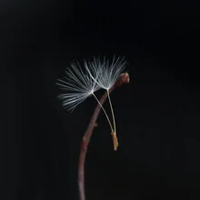 Photo art by Anna Brano: gentle depiction of a dandelion contrasted with its surroundings.