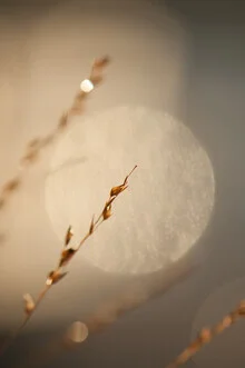 Fotokunst von Anna Brano: sanftes Gras mit Bokeh-Effekten und zarten Lichtspielen