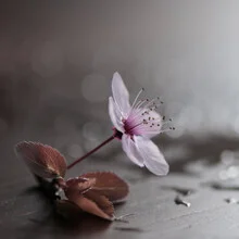 Fotokunst von Anna Brano: sanfte Kirschblüten in romantischem Bokeh