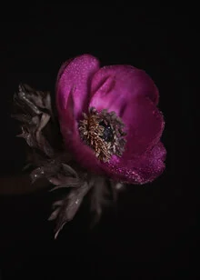 Wassertropfen auf einem Blatt, das die Frische des Frühlings ausstrahlt.
