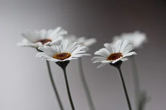 Fotokunst von Anna Brano: zarte Gänseblümchen auf sanftem Hintergrund
