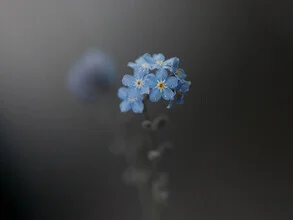 Fotokunst von Anna Brano: zarte Vergissmeinnicht mit Wassertropfen