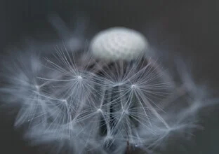 Wartendes Löwenzahnfeld, das in der Kälte des Windes steht.
