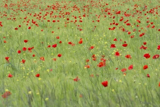 Farbenfrohes Feld mit Mohnblumen, das den Sommer in der Schweiz zeigt.