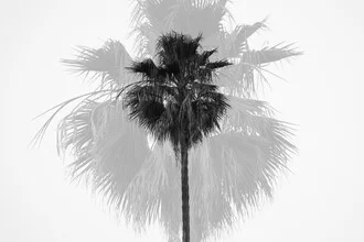 Wall art featuring a minimalist depiction of two palm trees in black and white.