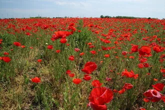Beautiful field of poppies in full bloom, soft colors and a calm atmosphere.