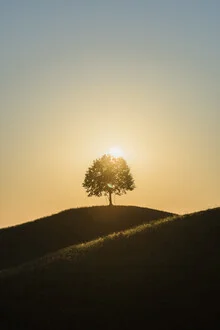 Photo art by Thomas Staubli: tree backlit by sunrise on a hill in spring.