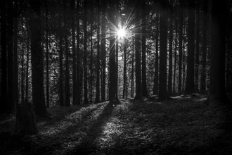 Gentle light and shadow patterns in a forest with tall trees and warm sunlight.