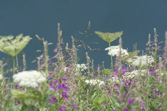Bergfrühling: Farbige Wiesenblumen vor den Alpen in der warmen Jahreszeit
