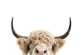 Kathrin Pienaar, Peeking cow