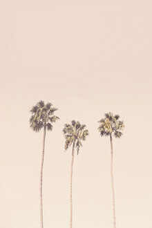 Kathrin Pienaar, Sunset Palm trees