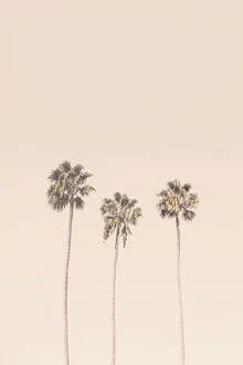 Photo art by Kathrin Pienaar: sunset with palm trees in warm colors
