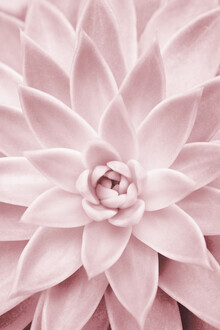 Kathrin Pienaar, Pink Succulent