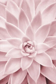 Photo art by Kathrin Pienaar: pink succulent with gentle green hues