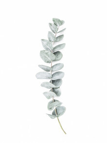 Kathrin Pienaar, Eucalyptus 1