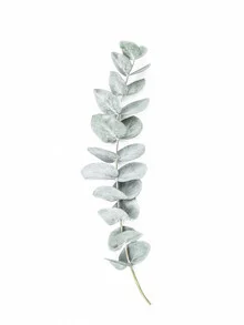 Photo art by Kathrin Pienaar: delicate eucalyptus leaves in soft green hues