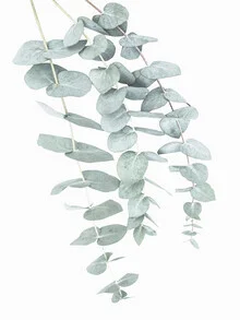 Photo art by Kathrin Pienaar: Eucalyptus leaves in soft green tones