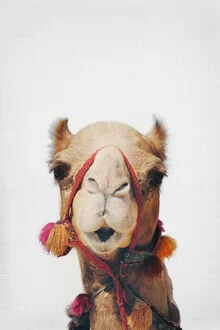 Funny portrait of a camel with a cheerful expression