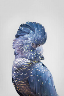 Kathrin Pienaar, Black Cockatoo