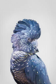 Photo art by Kathrin Pienaar: black cockatoo perched on a branch in soft colors.
