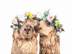 Photo art by Kathrin Pienaar: two happy llamas with flower crowns in a meadow